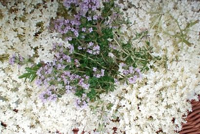 bezgov sirup s timijanom