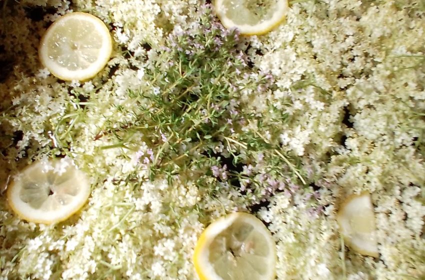 sirup iz bezgovih cvetov s timijanom