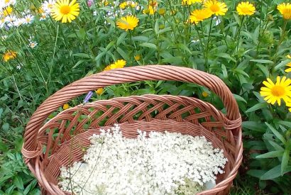 recept za bezgov sirup