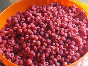 sveže maline za razpokančke